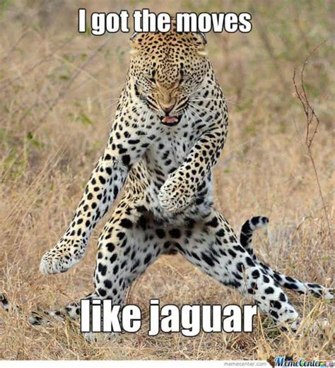 9gag animals|wild animal memes.